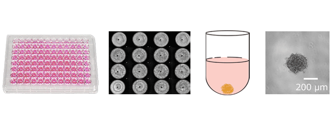 創薬研究用ヒト腎細胞 3D-RPTEC® 特徴